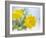 Marigold Flowers-Lawrence Lawry-Framed Photographic Print