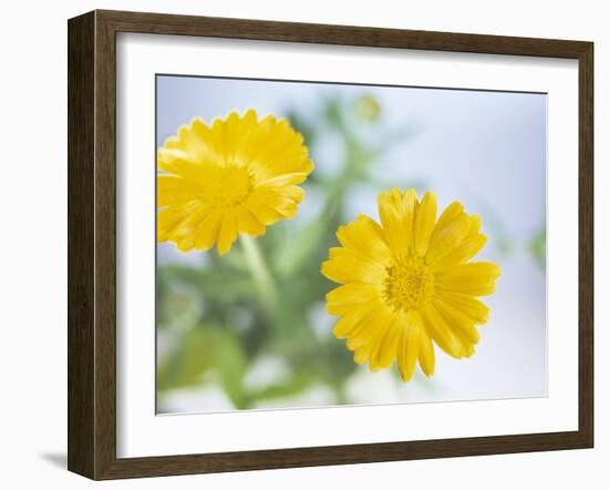 Marigold Flowers-Lawrence Lawry-Framed Photographic Print