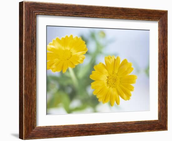 Marigold Flowers-Lawrence Lawry-Framed Photographic Print