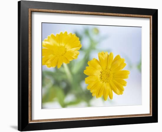 Marigold Flowers-Lawrence Lawry-Framed Photographic Print