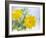 Marigold Flowers-Lawrence Lawry-Framed Photographic Print