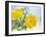 Marigold Flowers-Lawrence Lawry-Framed Photographic Print