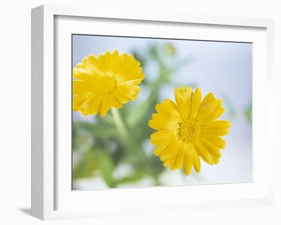 Marigold Flowers-Lawrence Lawry-Framed Photographic Print