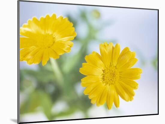 Marigold Flowers-Lawrence Lawry-Mounted Photographic Print