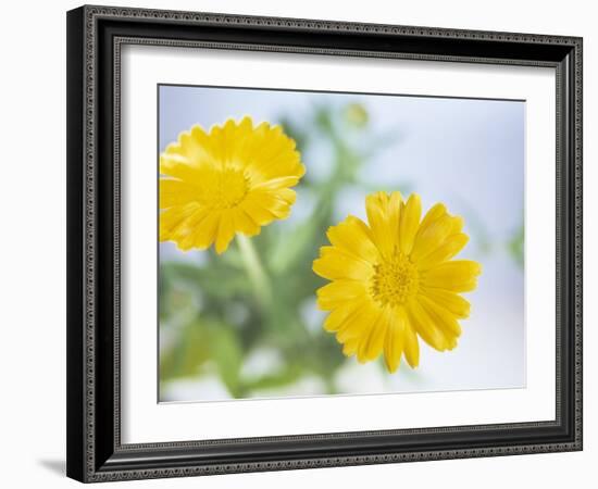 Marigold Flowers-Lawrence Lawry-Framed Photographic Print