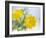 Marigold Flowers-Lawrence Lawry-Framed Photographic Print