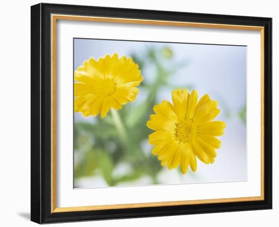 Marigold Flowers-Lawrence Lawry-Framed Photographic Print