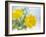 Marigold Flowers-Lawrence Lawry-Framed Photographic Print