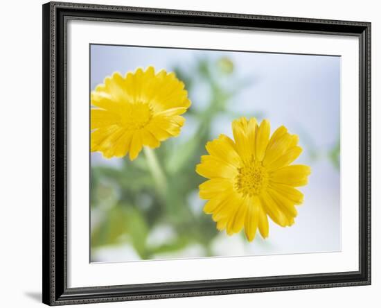 Marigold Flowers-Lawrence Lawry-Framed Photographic Print