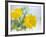 Marigold Flowers-Lawrence Lawry-Framed Photographic Print