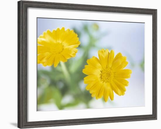 Marigold Flowers-Lawrence Lawry-Framed Photographic Print