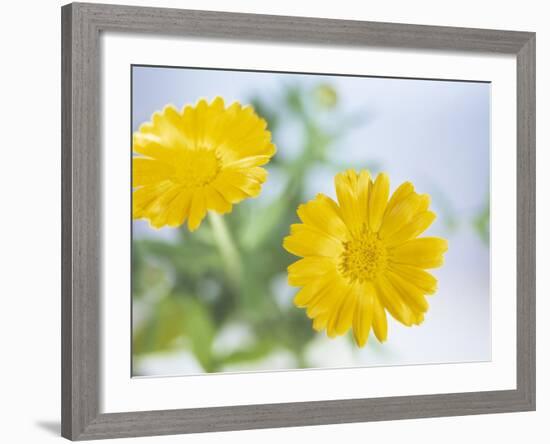 Marigold Flowers-Lawrence Lawry-Framed Photographic Print