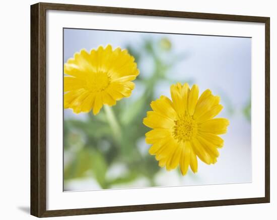 Marigold Flowers-Lawrence Lawry-Framed Photographic Print