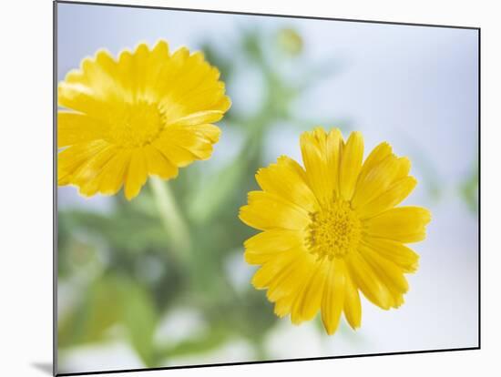 Marigold Flowers-Lawrence Lawry-Mounted Photographic Print