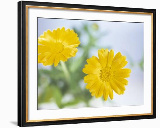 Marigold Flowers-Lawrence Lawry-Framed Photographic Print