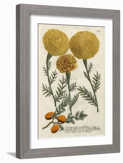 Marigold Magic I-Weinmann-Framed Art Print