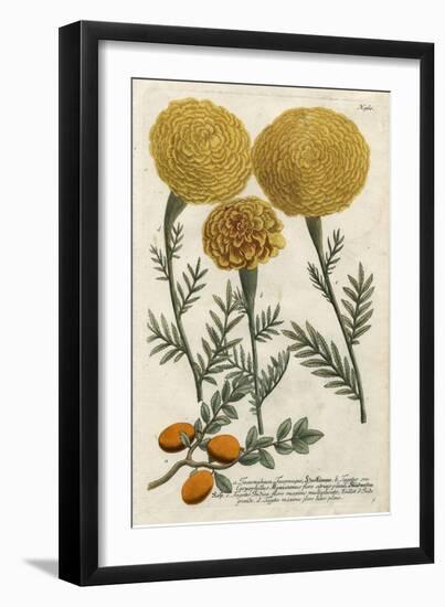 Marigold Magic I-Weinmann-Framed Art Print