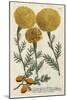 Marigold Magic I-Weinmann-Mounted Art Print