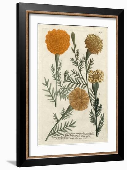 Marigold Magic II-Weinmann-Framed Art Print