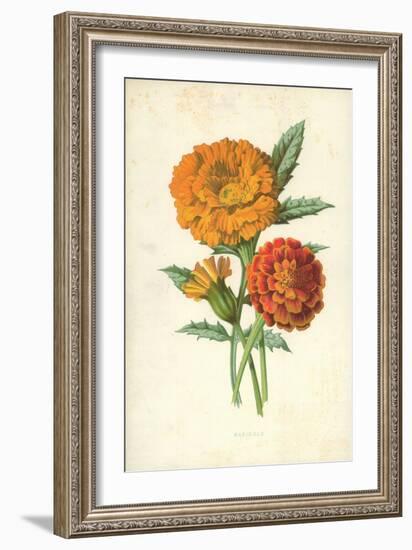 Marigold-Frederick Edward Hulme-Framed Giclee Print