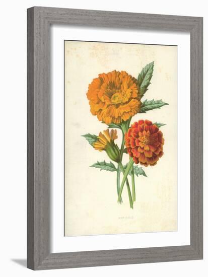 Marigold-Frederick Edward Hulme-Framed Giclee Print