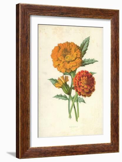 Marigold-Frederick Edward Hulme-Framed Giclee Print