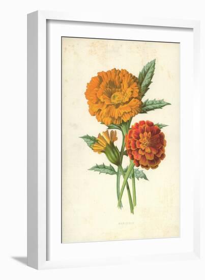 Marigold-Frederick Edward Hulme-Framed Giclee Print