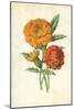 Marigold-Frederick Edward Hulme-Mounted Giclee Print