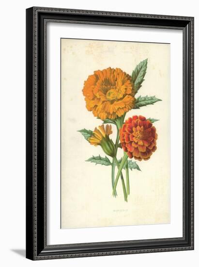 Marigold-Frederick Edward Hulme-Framed Giclee Print