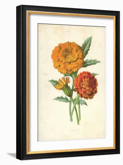 Marigold-Frederick Edward Hulme-Framed Giclee Print