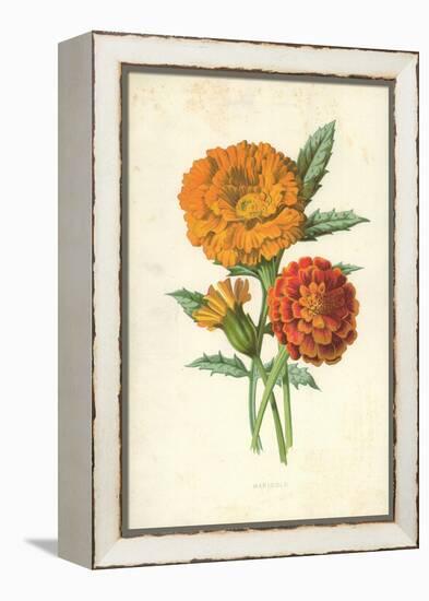 Marigold-Frederick Edward Hulme-Framed Premier Image Canvas