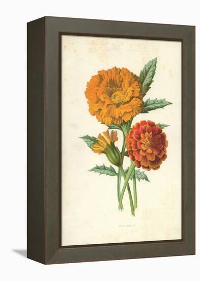 Marigold-Frederick Edward Hulme-Framed Premier Image Canvas