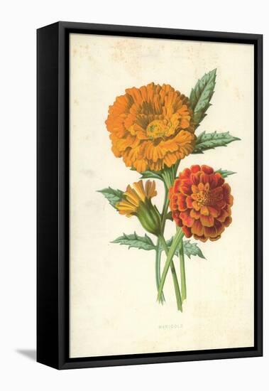 Marigold-Frederick Edward Hulme-Framed Premier Image Canvas