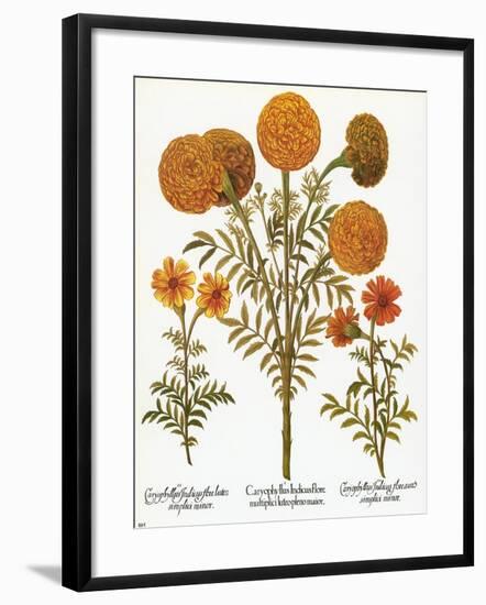 Marigolds, 1613-Besler Basilius-Framed Giclee Print