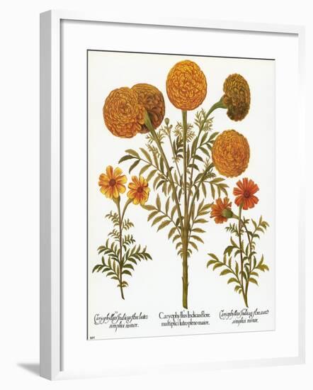 Marigolds, 1613-Besler Basilius-Framed Giclee Print