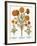 Marigolds, 1613-Besler Basilius-Framed Giclee Print