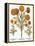 Marigolds, 1613-Besler Basilius-Framed Premier Image Canvas