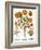 Marigolds, 1613-Besler Basilius-Framed Giclee Print