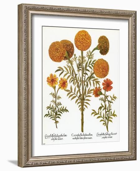 Marigolds, 1613-Besler Basilius-Framed Giclee Print