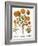 Marigolds, 1613-Besler Basilius-Framed Giclee Print