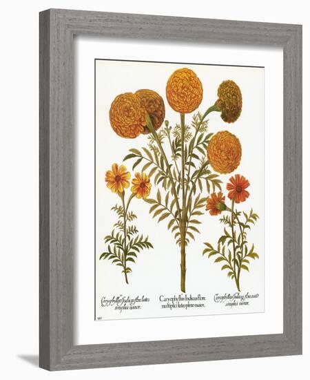 Marigolds, 1613-Besler Basilius-Framed Giclee Print