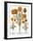 Marigolds, 1613-Besler Basilius-Framed Giclee Print