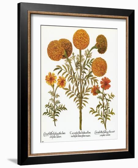 Marigolds, 1613-Besler Basilius-Framed Giclee Print