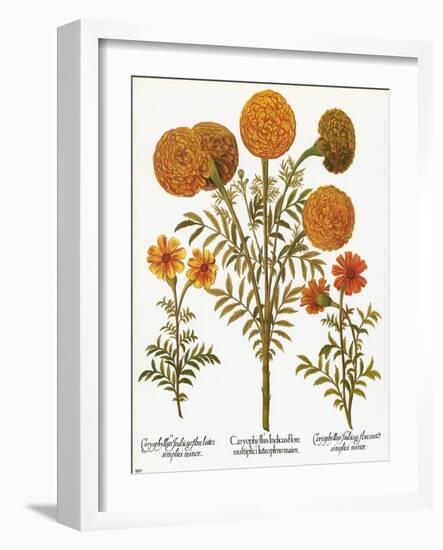 Marigolds, 1613-Besler Basilius-Framed Giclee Print