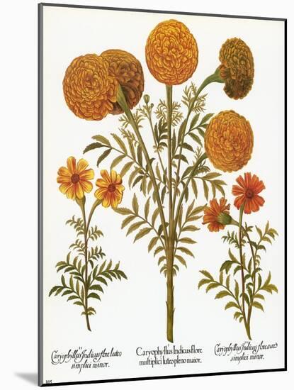 Marigolds, 1613-Besler Basilius-Mounted Giclee Print