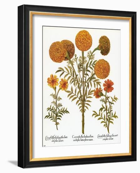 Marigolds, 1613-Besler Basilius-Framed Giclee Print