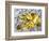 Marigolds 2020 (oil)-Tilly Willis-Framed Giclee Print