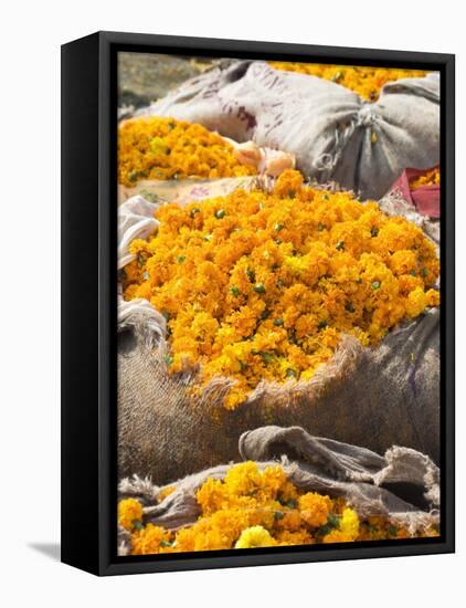 Marigolds Tied Up in Sacking Ready for Sale, Flower Market, Bari Chaupar, Jaipur, Rajasthan-Annie Owen-Framed Premier Image Canvas