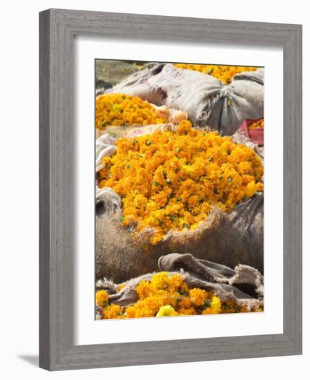 Marigolds Tied Up in Sacking Ready for Sale, Flower Market, Bari Chaupar, Jaipur, Rajasthan-Annie Owen-Framed Photographic Print