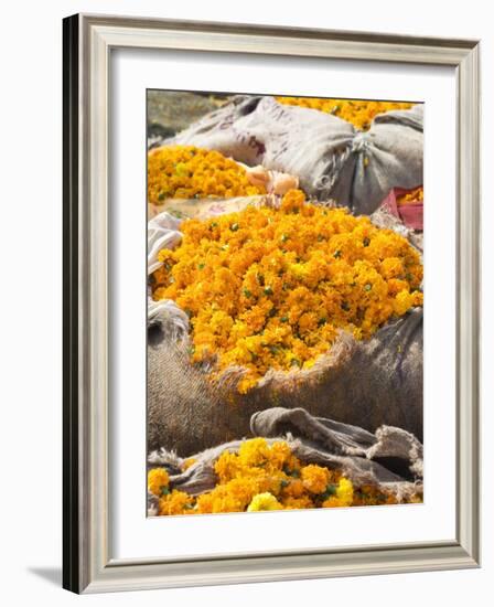 Marigolds Tied Up in Sacking Ready for Sale, Flower Market, Bari Chaupar, Jaipur, Rajasthan-Annie Owen-Framed Photographic Print